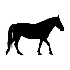 The black silhouette of one walking horse is isolated on the white background.