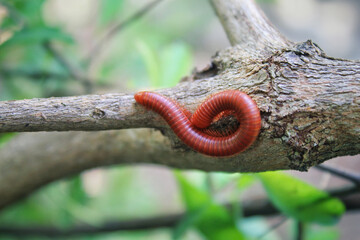 A red millipede on tree branch.