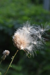 dmuchawce © Iwona