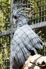 Palmkakadu