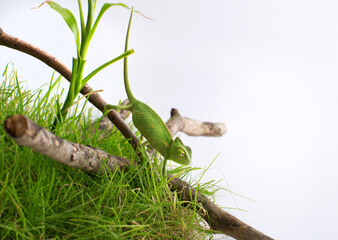 Curious baby chameleon (Yemeni cone-head chameleon) on a white background