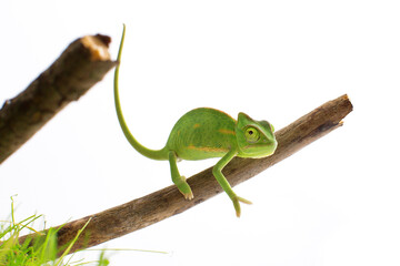 Curious baby chameleon (Yemeni cone-head chameleon) on a white background © Kris