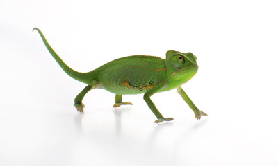 Curious baby chameleon (Yemeni cone-head chameleon) on a white background