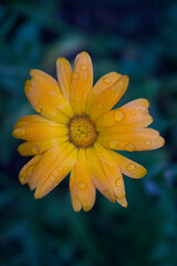 After the rain marigold flowers close-up.