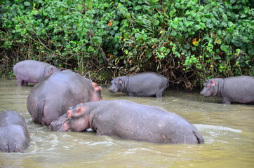 hippos
