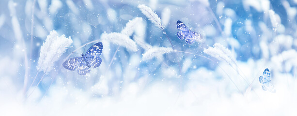 Beautiful butterflies in the snow on the wild grass on a blue background. Snowfall Artistic winter...