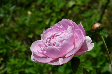 Beautiful pink peony blooms in the garden.
