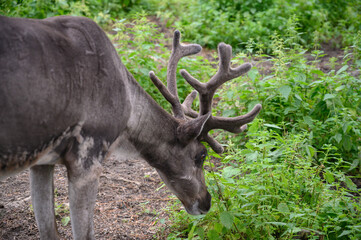 Naklejka na ściany i meble A young moose with growing horn is looking for food and roaming around the Jungle in a Sweden zoo