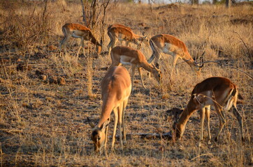 impalas