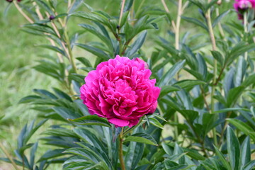 Beautiful pink peony blooms in the garden.