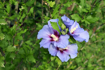 Beautiful flowering shrub of hibiscus syriacus 'Blue Bird' © Martina