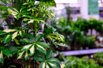 Schefflera actinophylla or umbrella tree yellow and green leaves close-up. Sale in the store. Selective focus
