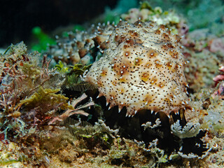 Graeff's Sea Cucumber, Strichel Seewalze (Bohadschia graeffei)