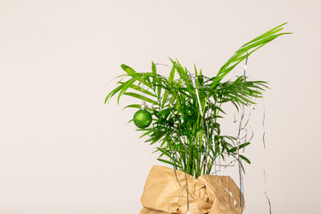 houseplant dressed up for christmas and new year in paper wrapping on white background with copy space.