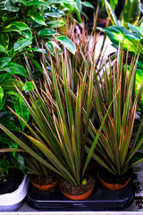A Dracaena marginata plant's leaves in ceramic planter.Sale in the store. Selective focus