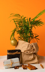 houseplant dressed up for christmas and new year in paper wrapping next to holiday gifts and cinnamon on orange background