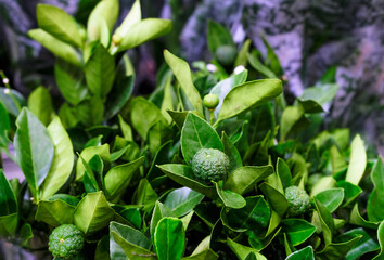 Citrus limetta Pursha plant in a pot close-up. Sale in the store. Selective focus