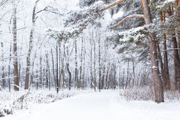 Season and nature concept - Winter park in snow