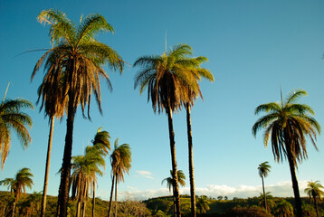 Palmeiras em contraste com lindo céu azul ao fundo