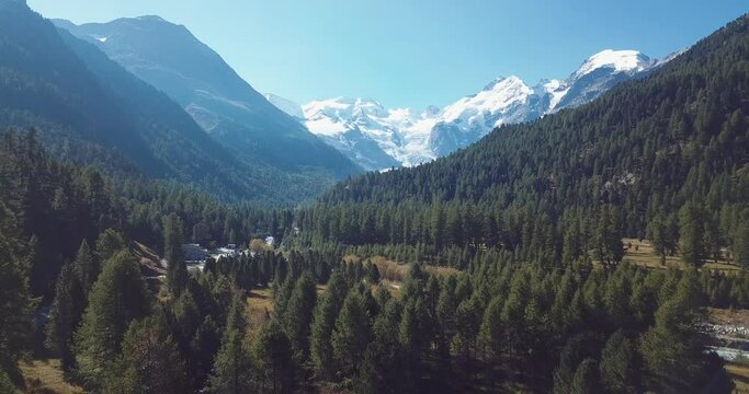 &agrave; la cime des pins en &eacute;t&eacute; - Alpes Suisse