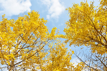 日本の秋　色づく銀杏の葉