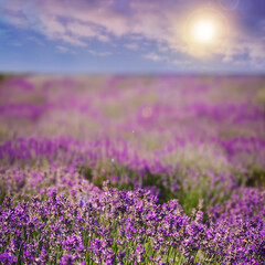 Beautiful sky over lavender field on sunny day