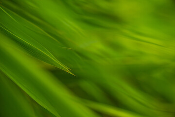 Selective focus of tropical green bamboo leaves background on natural bamboo branch with sun. Beautiful nature in the morning.