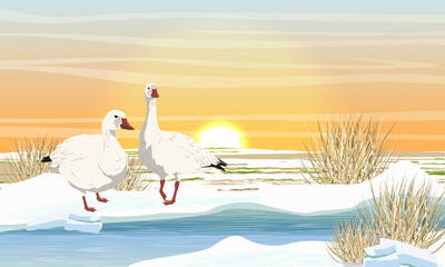 A pair of snow geese on the bank of a melting arctic stream. Birds of the Arctic. White arctic goose Anser caerulescens. Shore with snow, ice and dry grass at sunset. Vector landscape