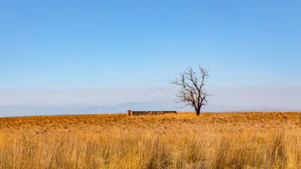 A Dead Tree Stands Over An Abandoned Structure in rural northern Oregon