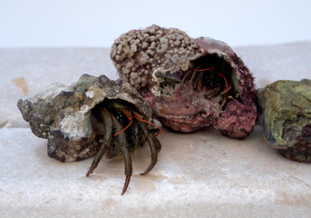 Hermit crab closeup macro detail on shell
