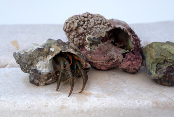 Hermit crab closeup macro detail on shell