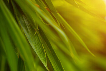 Selective focus of tropical green bamboo leaves background on natural bamboo branch with sun. Beautiful nature in the morning.