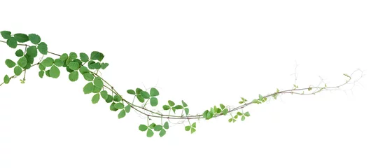 Foto op Canvas Bush grape or three-leaved wild vine cayratia (Cayratia trifolia) liana ivy plant bush, nature frame jungle border isolated on white background, clipping path included. © Chansom Pantip