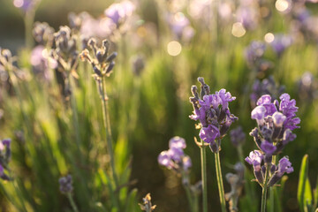 Beautiful sunlit lavender flowers outdoors, closeup view