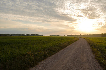 Fototapeta na wymiar Gravel path way on a green rice field landscape sunny sky
