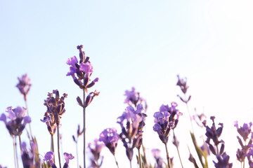 Fototapeta na wymiar Beautiful sunlit lavender flowers under blue sky outdoors, closeup view
