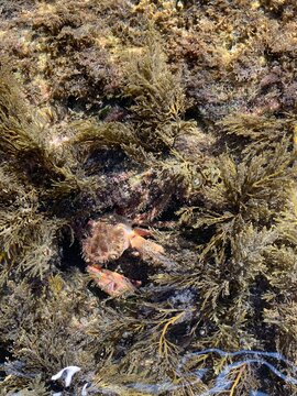 Beautiful underwater nature. Crab in the dense algae. Sea plants.