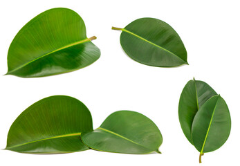 Collection of green natural magnolia leaves isolated on white background