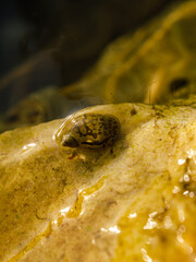 Spotty snail on the stone in the wave