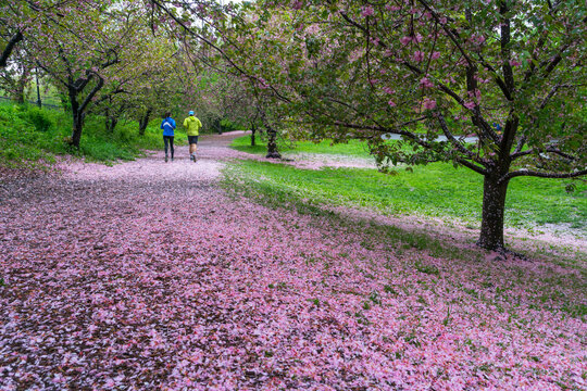 Myriad of fallen Cherry petals cover the footpath under the rows of Cherry trees in the rainy morning at Central Park New York City NY USA on May 05 2019.