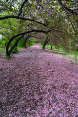 Myriad of fallen Cherry petals cover the footpath under the rows of Cherry trees in the rainy morning at Central Park New York City NY USA on May 05 2019.