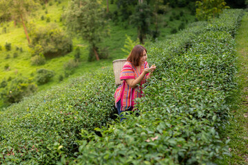 Asian woman picking tea in the tea field