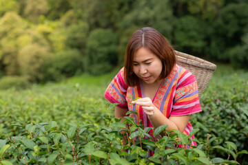 Naklejka na ściany i meble Asian woman picking tea in the tea field