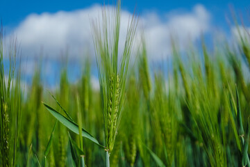 Obraz premium Gerstefeld