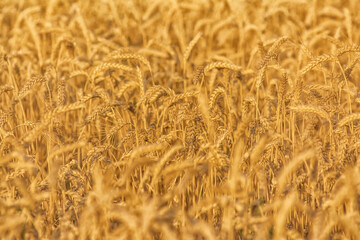 Golden field of wheat in the sun