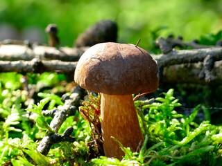 scöner Steinpilz auf einer kleinen Waldlichtung