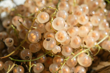 white currant close-up. white currant crop is prepared for sale at the market