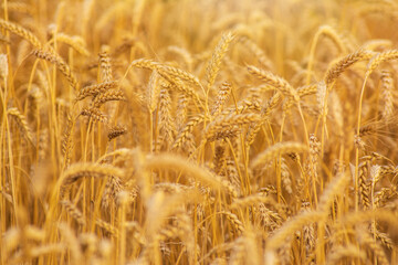 Golden field of wheat in the sun