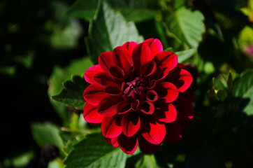 Beautiful red dahlia flowers, close-up