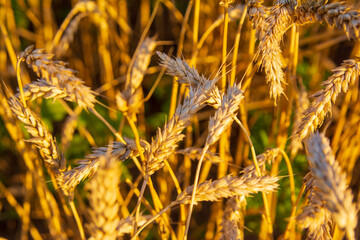 Golden field of wheat in the sun